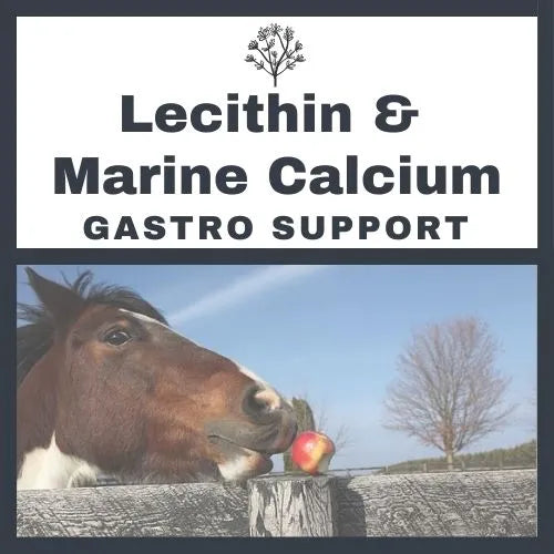NATURES FARMACY LECITHIN AND MARINE CALCIUM