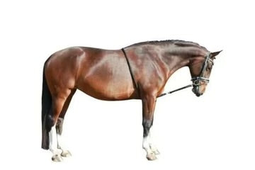 WALDHAUSEN LUNGING SYSTEM