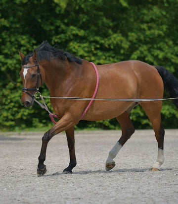 WALDHAUSEN LUNGING SYSTEM
