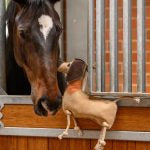 WALDHAUSEN DACHSHUND DIETER HORSE TOY
