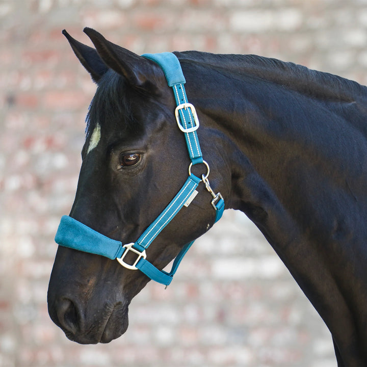 WALDHAUSEN HALTER ALCANTARA